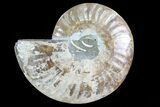 Polished Ammonite Fossil (Half) - Agatized #72941-1